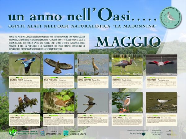 Maggio